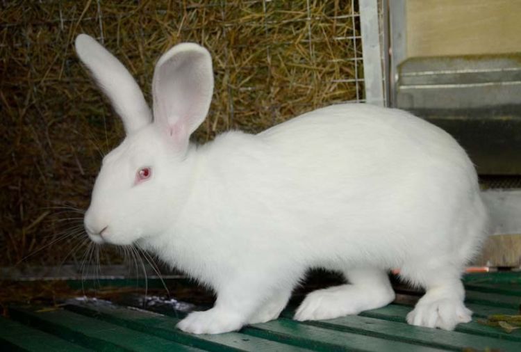 Калифорнийская порода кроликов: отзывы