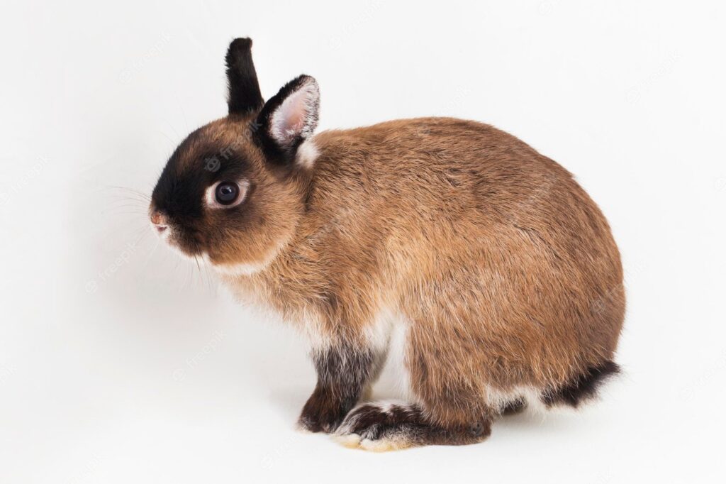 Карликовый нидерландский (Netherland Dwarf Rabbit)