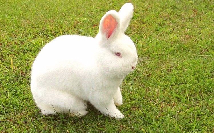 Кролики породы Новозеландская белая