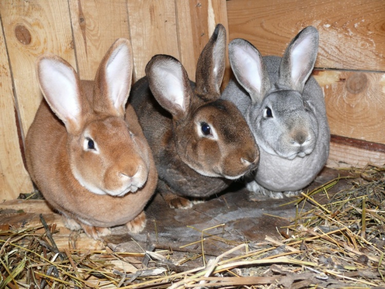Породы кроликов для разведения