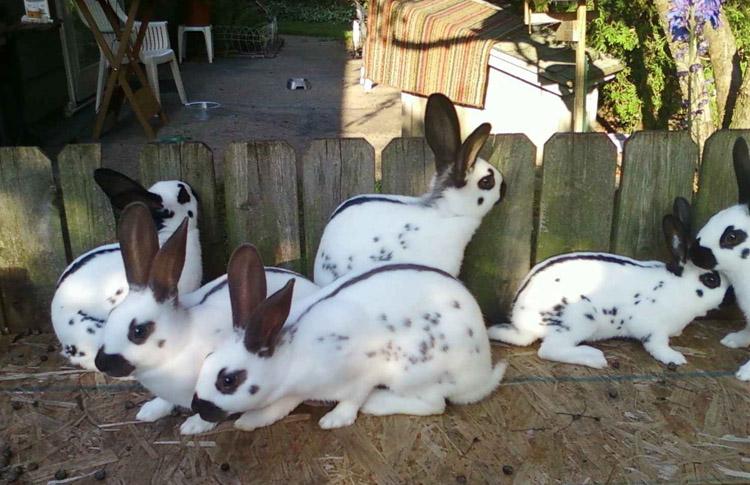 Самые неприхотливые породы кроликов для разведения