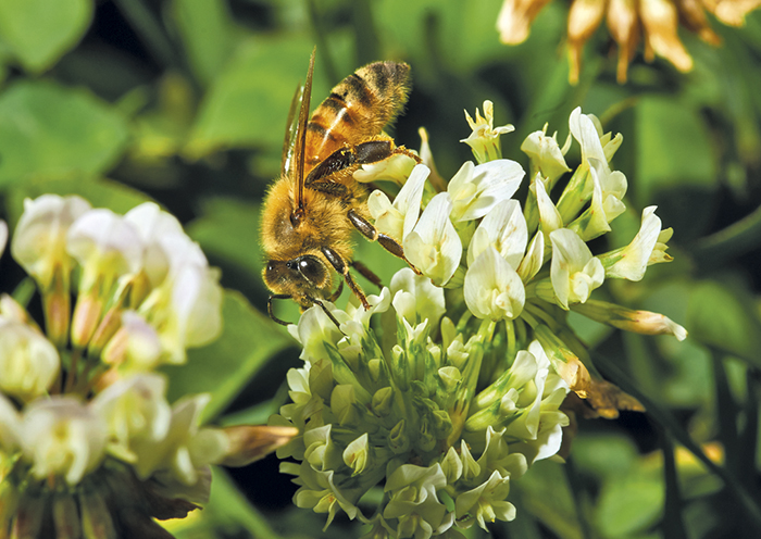 Как узнать, что пчелы заболели и что с этим делать?