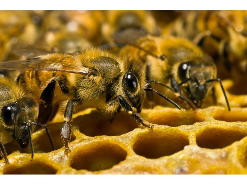 Способы и меры предотвращения заболевания пчел