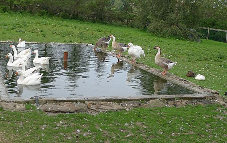 Как построить пруд для гусей
