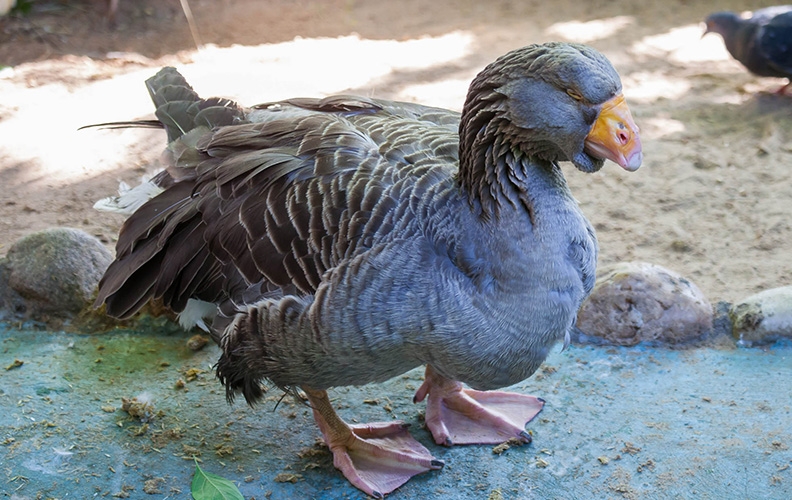 Преимущества и недостатки Тульской породы гусей